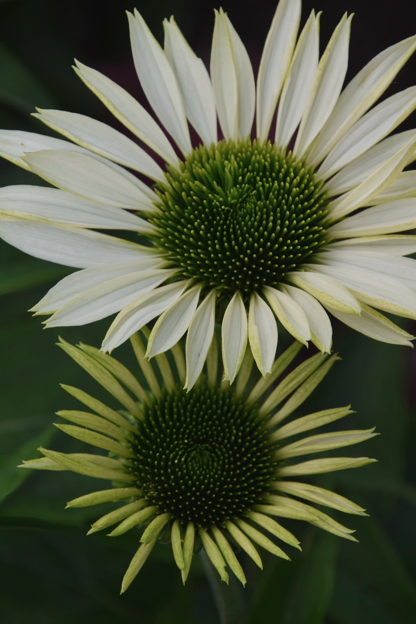Two Flowers by Robert Pantazes