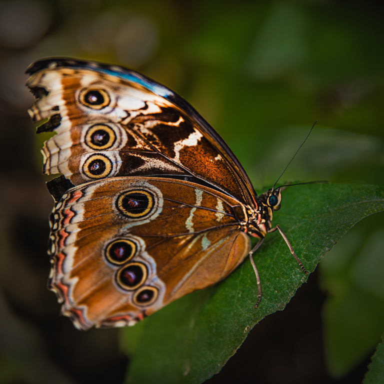 Blue Morpho Butterfly by Lori Azevedo