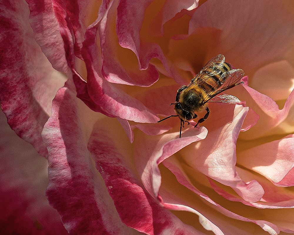 Rose and the Bee
