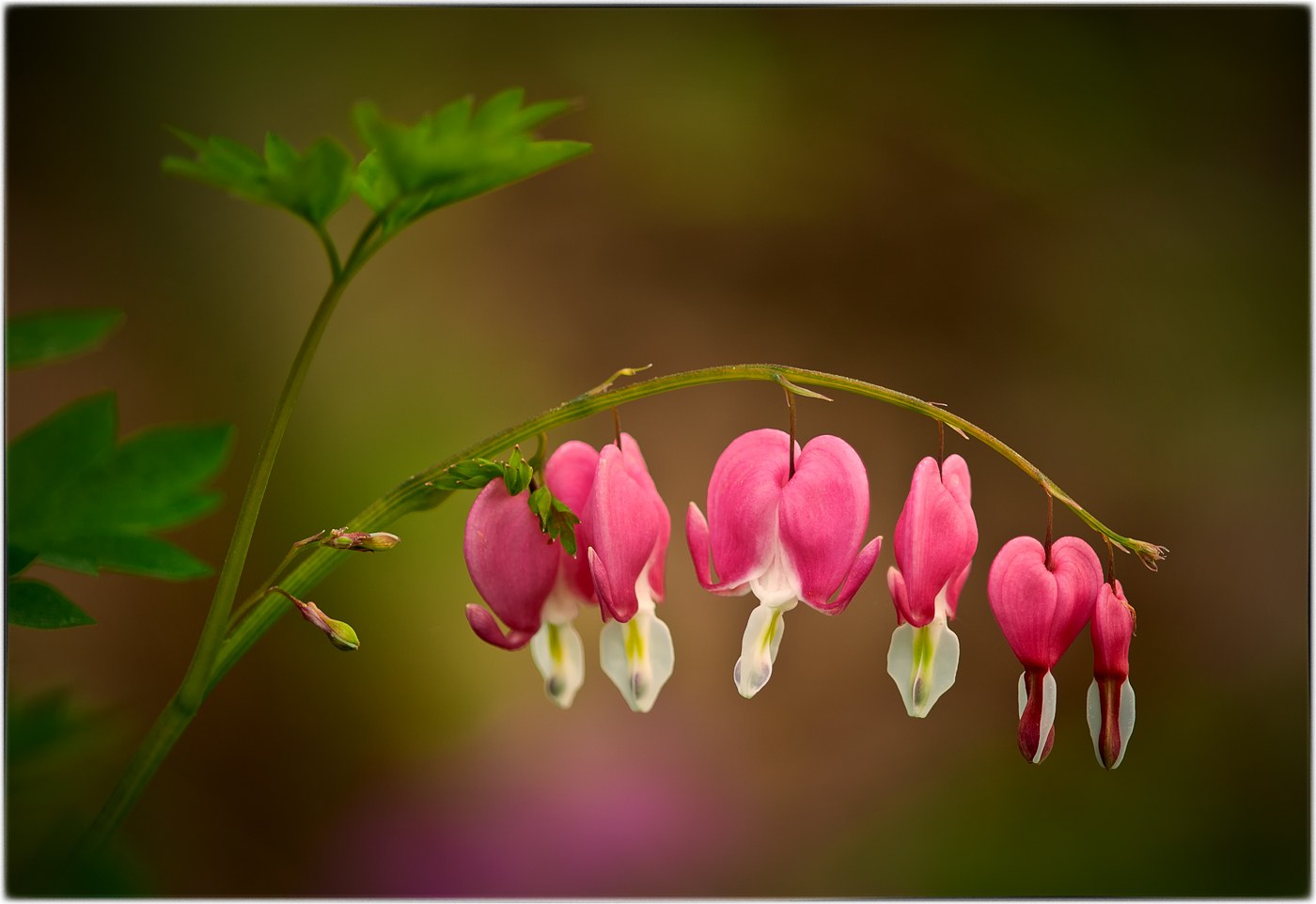 Bleeding Heart by Dick States
