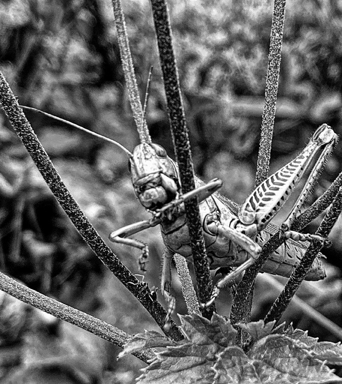 Early Morning Grasshopper by Charissa Lansing
