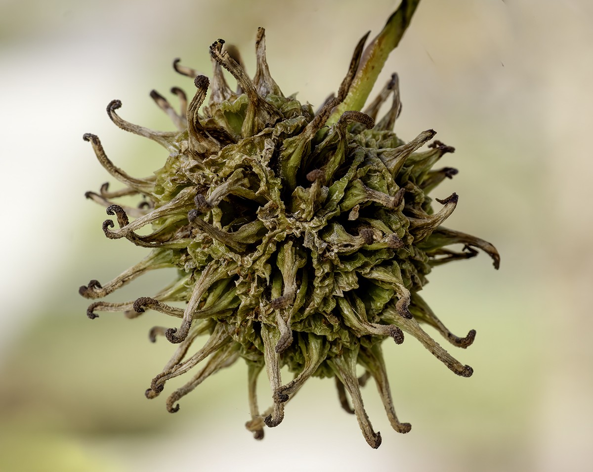 Sweet Gum Seed Pod by Ruth Mayer