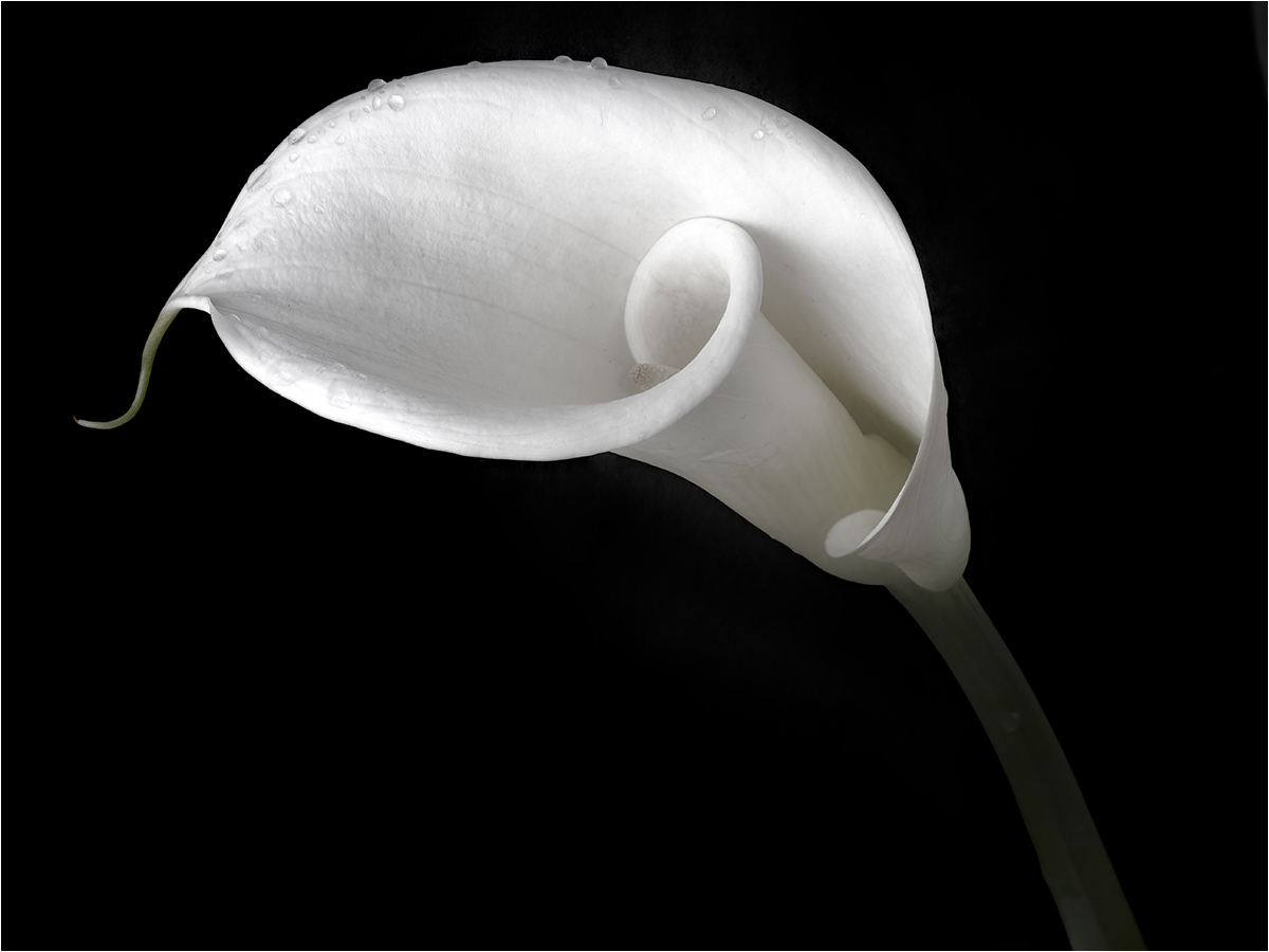 Another Calla Lily by Judith Flacke