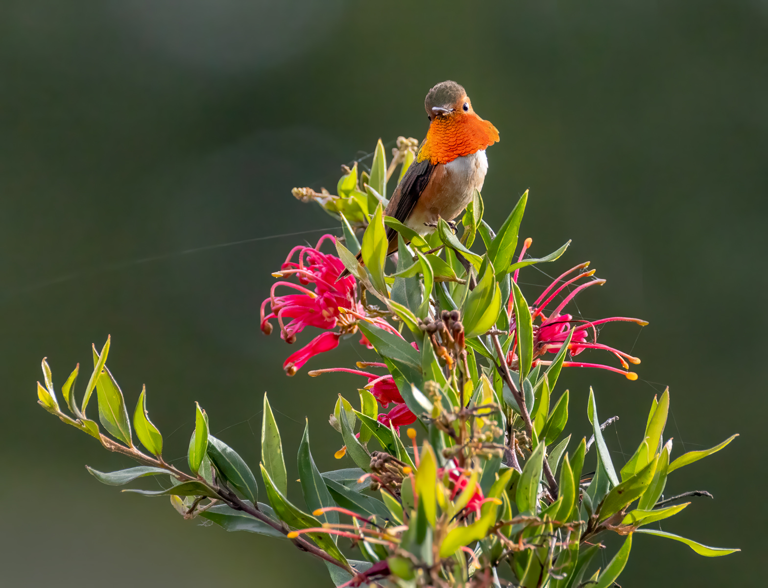 Allen's Hummingbird Claiming Territory by Barbara Mallon