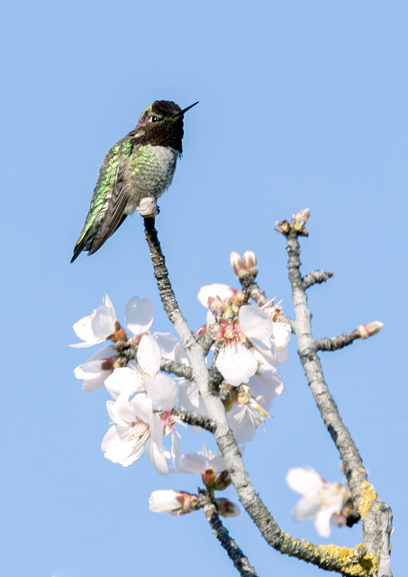 Hummingbird and Almond Blossoms by Barbara Mallon