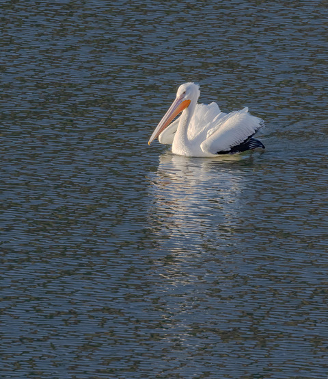 White pelican and Reflection