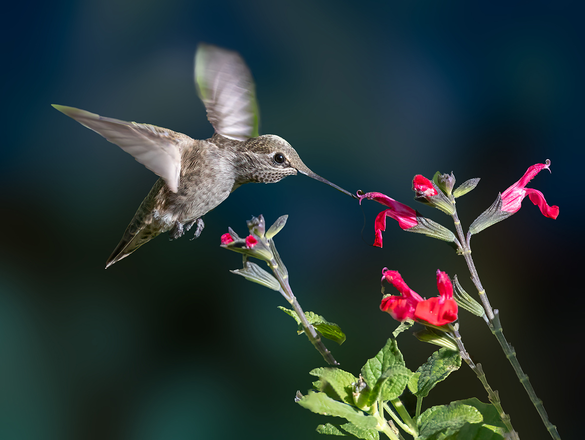 Hummingbird and Sage by Barbara Mallon