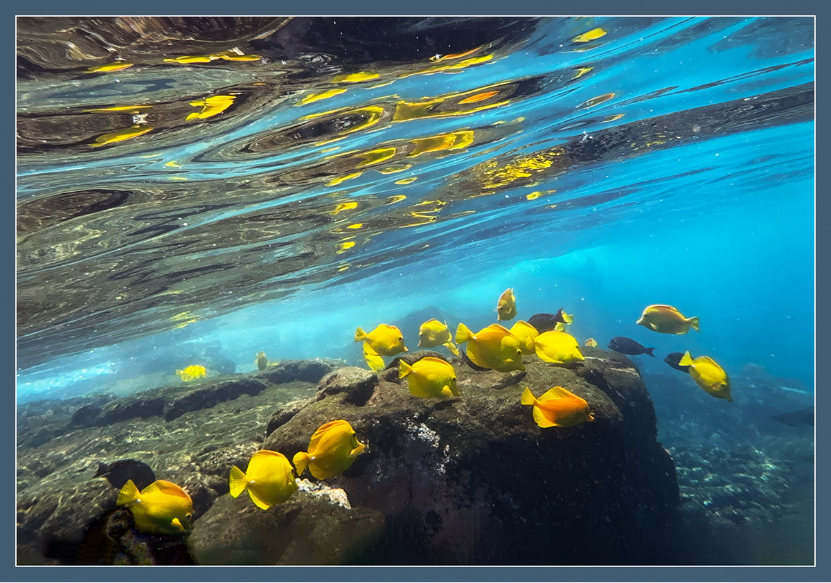 Tangs and Surface Reflections by Barbara Mallon