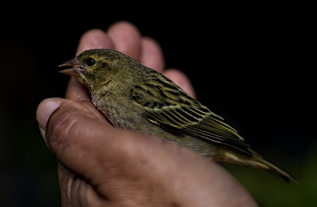 Bird in the Hand by Gaetan Manuel