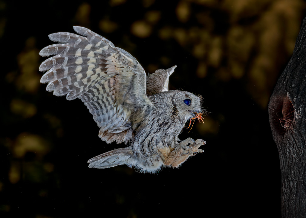 Bringing Home Dinner by Butch Mazzuca
