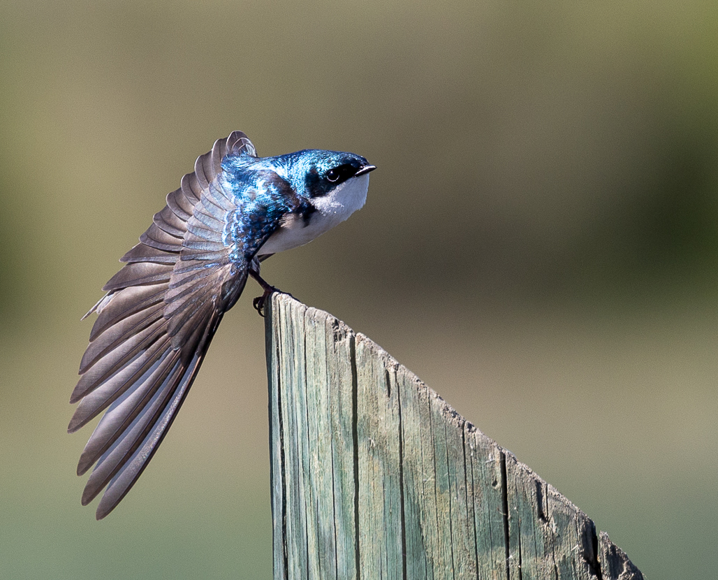 Swallow by Tomi Kelley