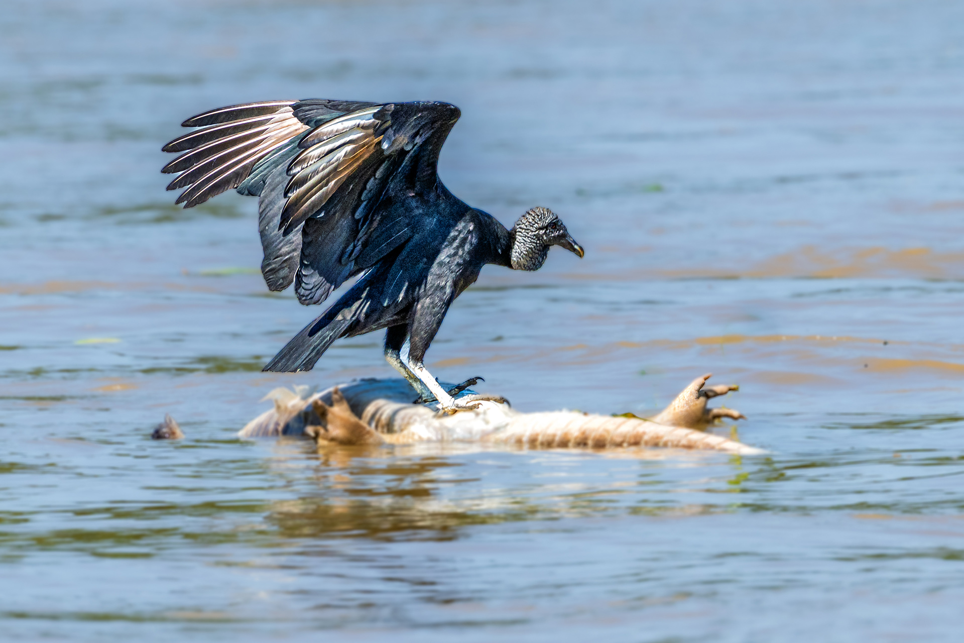 Claiming the Caiman by Hoshedar Cooper