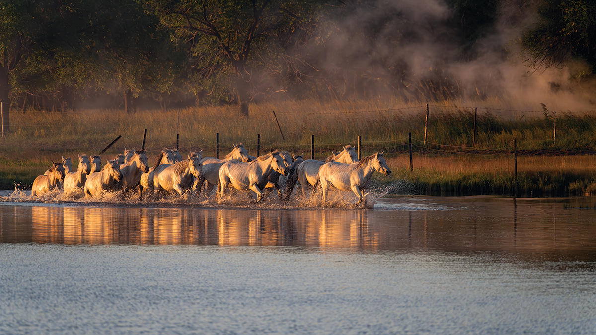 Dawn Gallop by Hoshedar Cooper