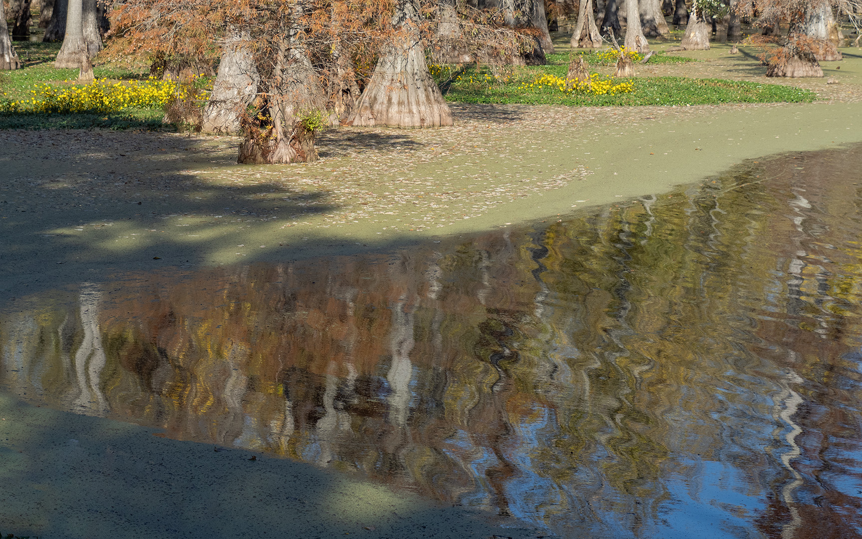 Horseshoe Lake Reflections by Tom McCreary