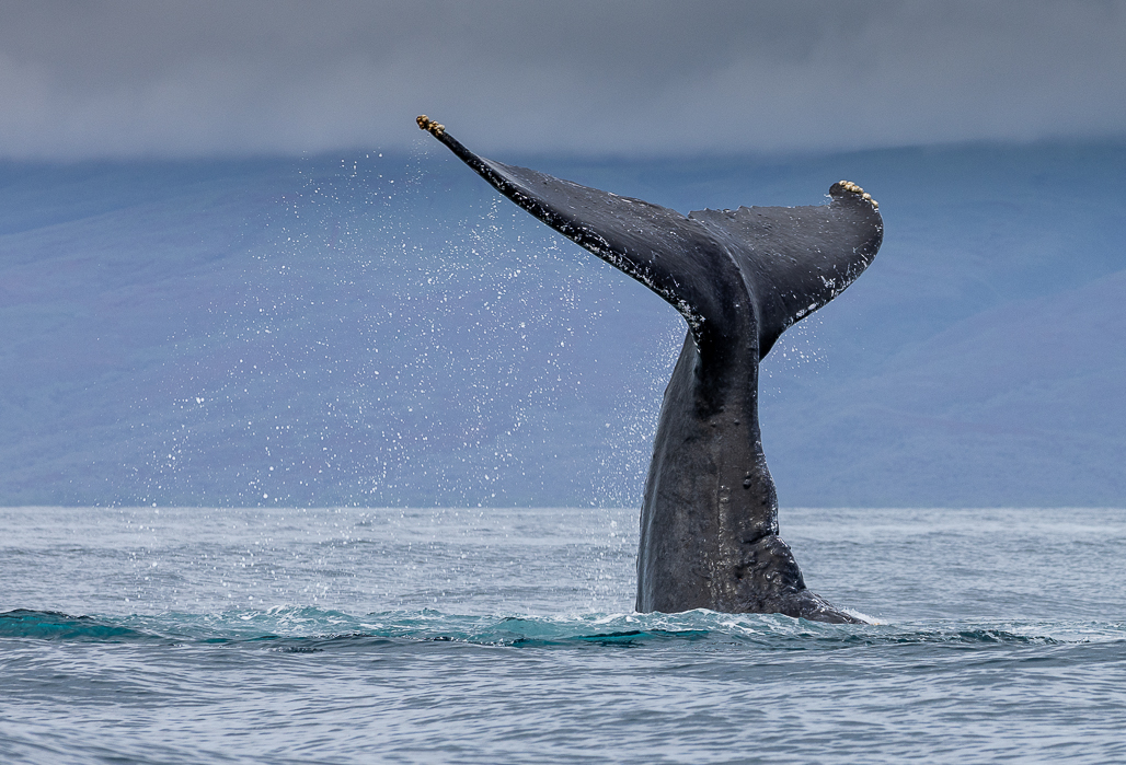 Humpback Whales and a Kona Low by Tomi Kelley