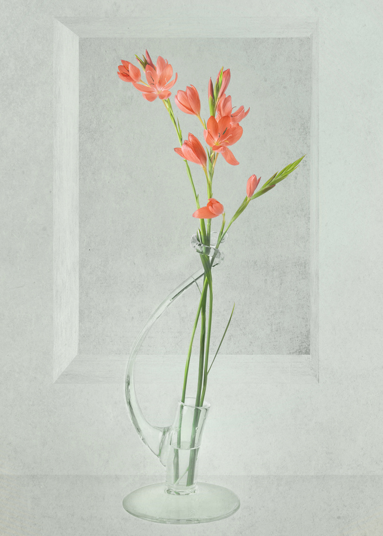 Kaffir Lilies by Judith Flacke