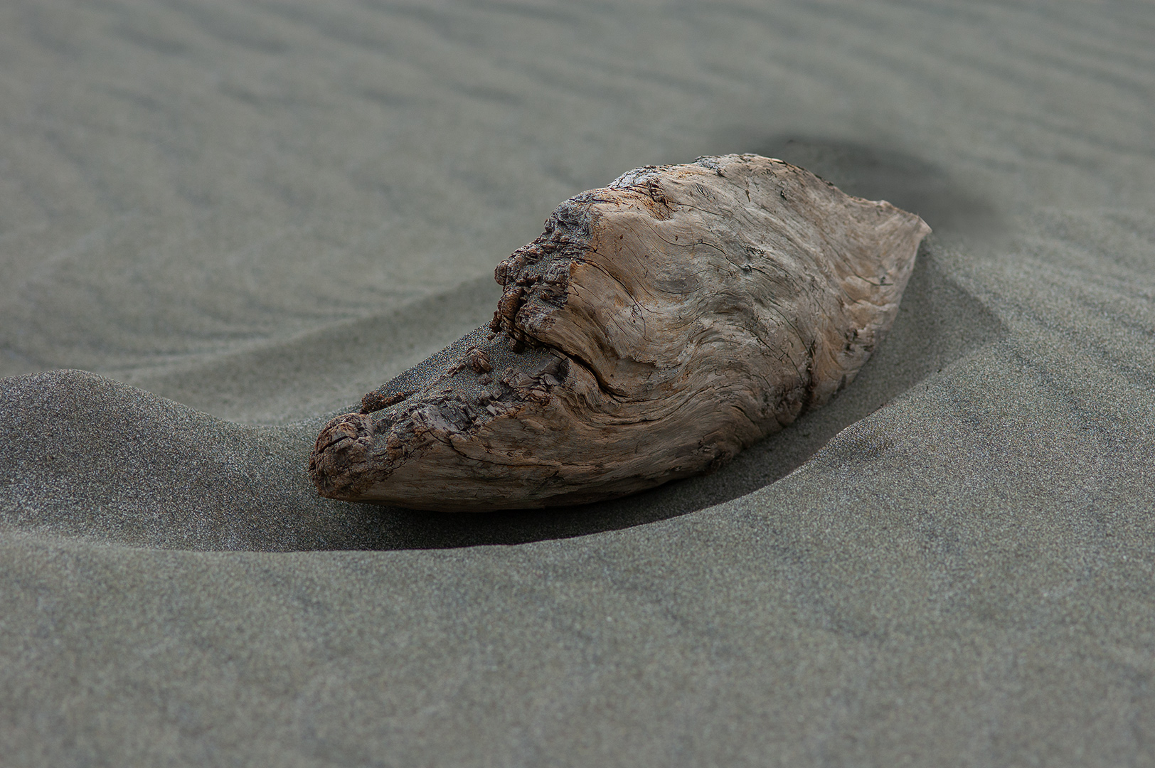 Oregon Driftwood by Tom McCreary