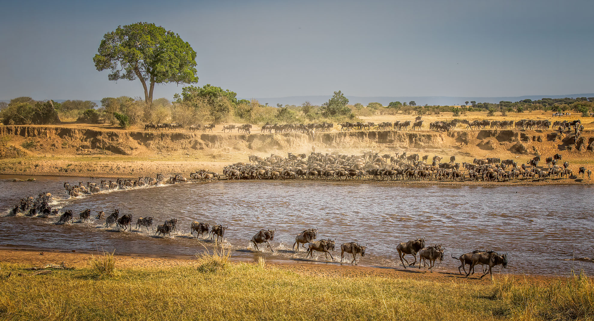 Picture Perfect! by Butch Mazzuca