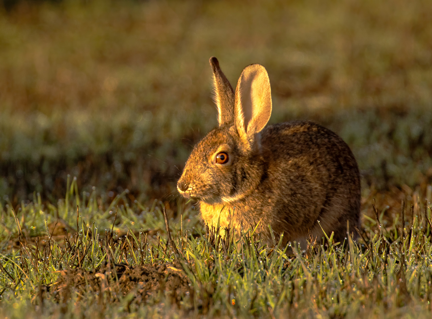 Rabbit Near Altamont Creek by Barbara Mallon