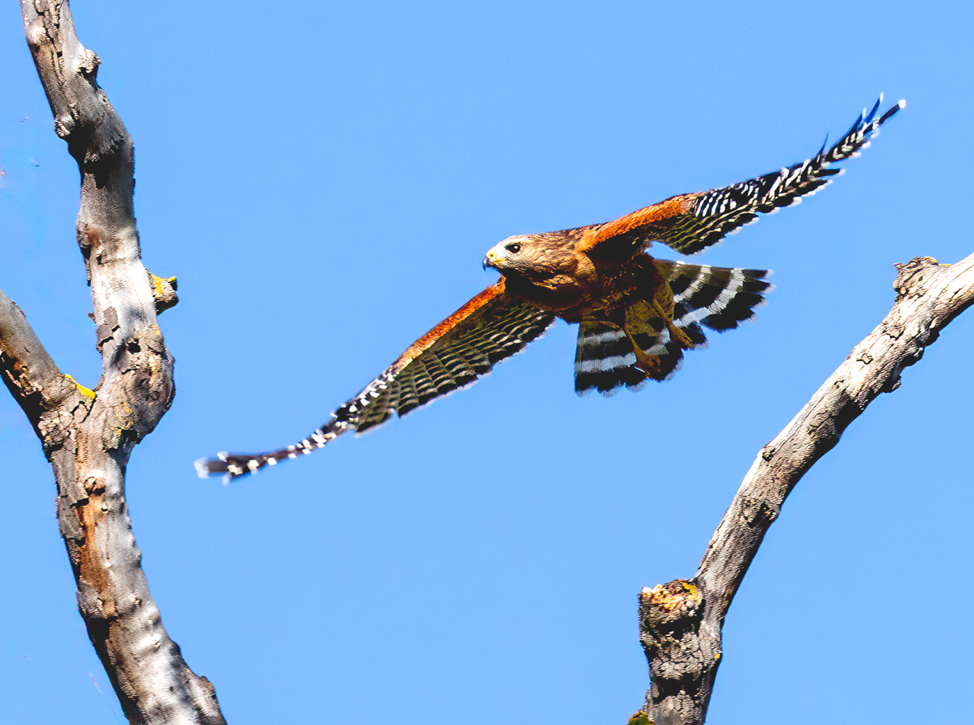 Red Shouldered Hawk in Flight by Barbara Mallon