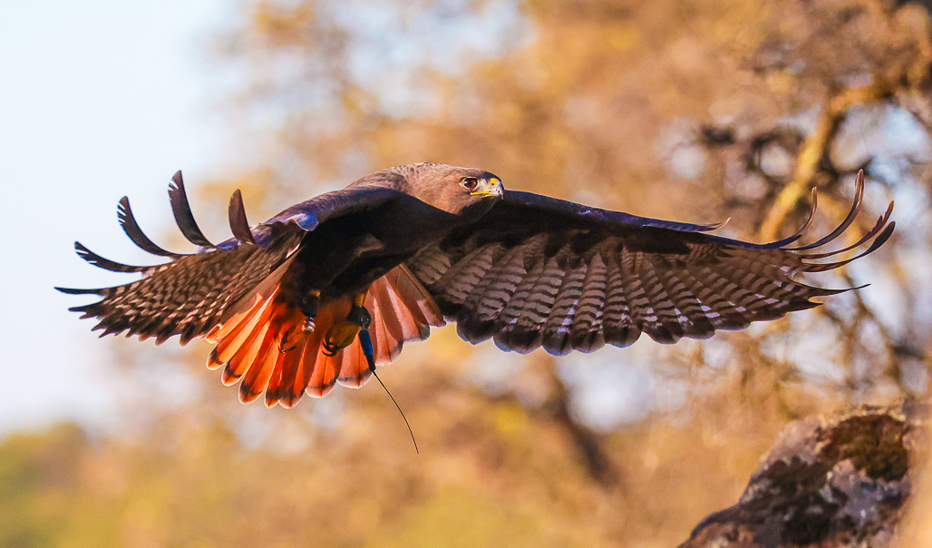 Red Tail Approach for Landing by Tomi Kelley