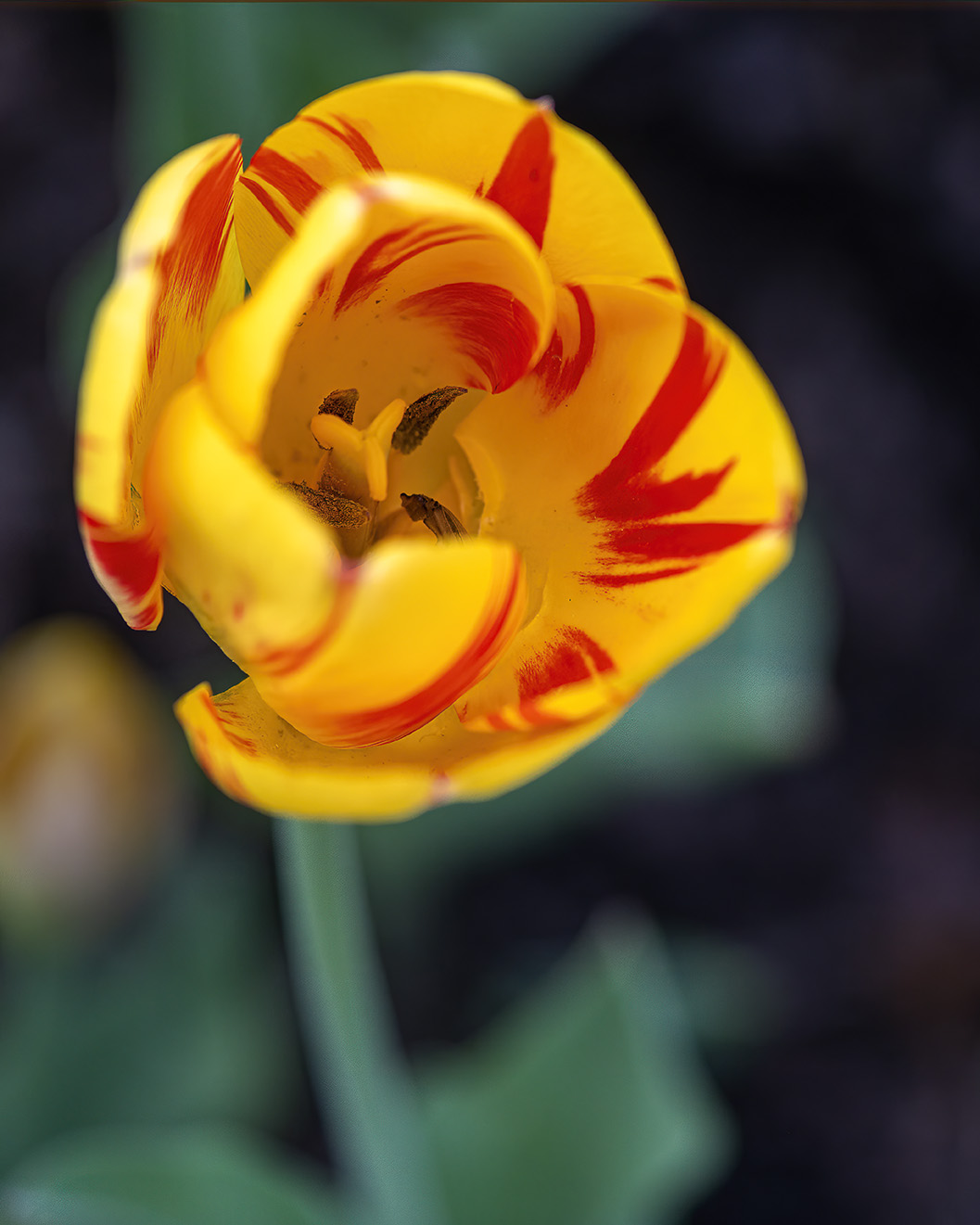 Olympic Flame Tulip by Rich Sears