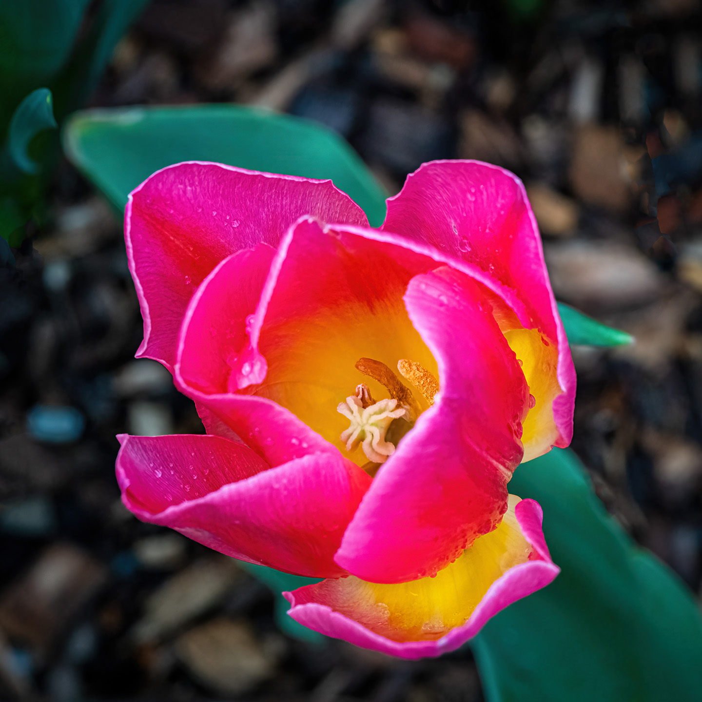 Solitary Tulip in Bloom