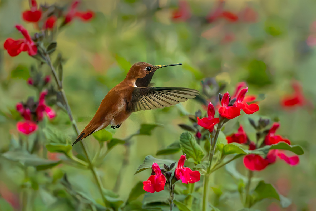 Rufous Hummingbird Flys Through Sage by Barbara Mallon