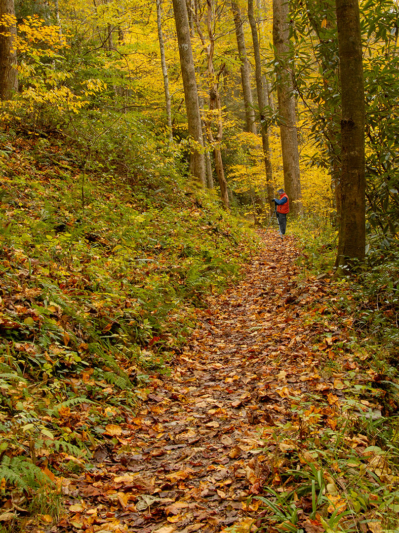 Fall Trail