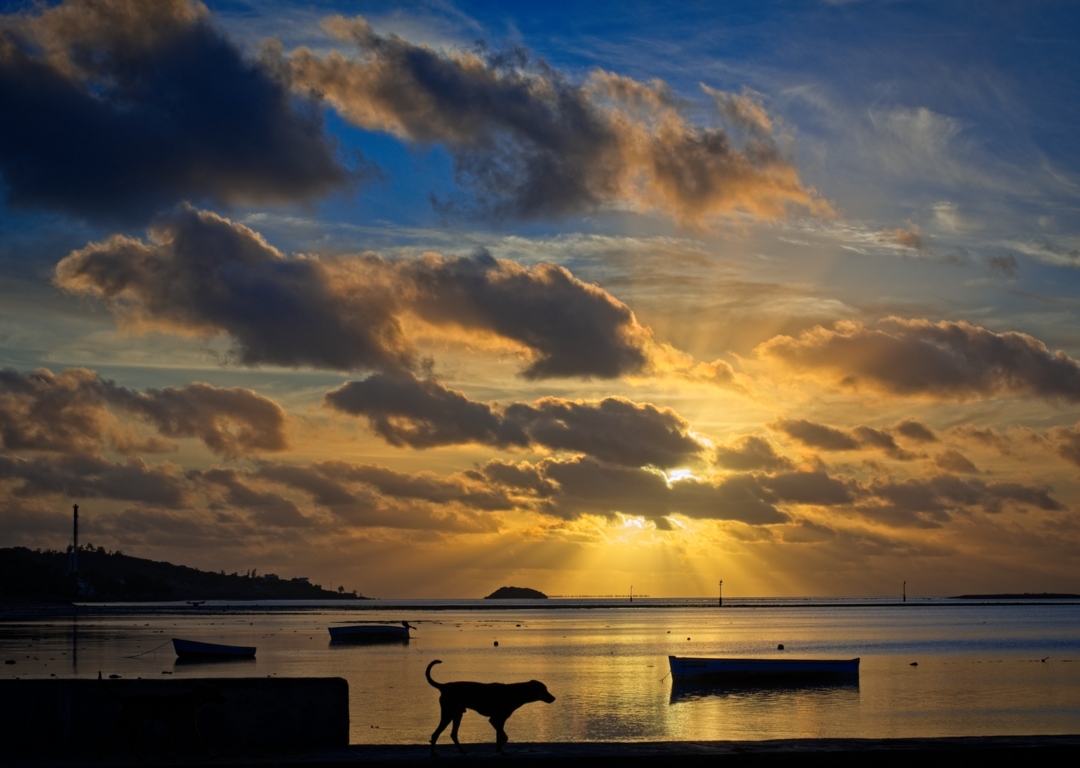 Sunset, Dog, and Boats by Gaetan Manuel