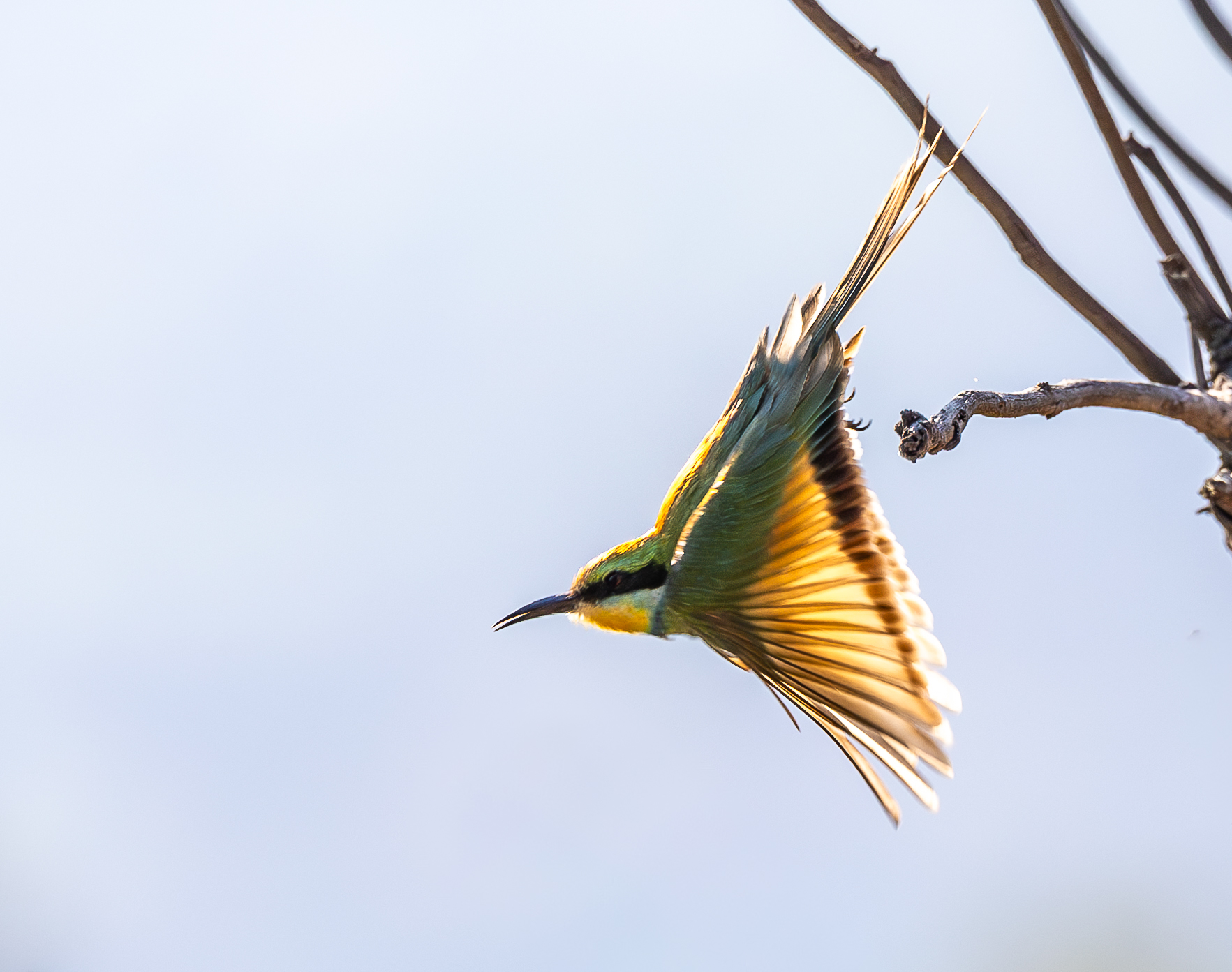 Take Off by Tomi Kelley