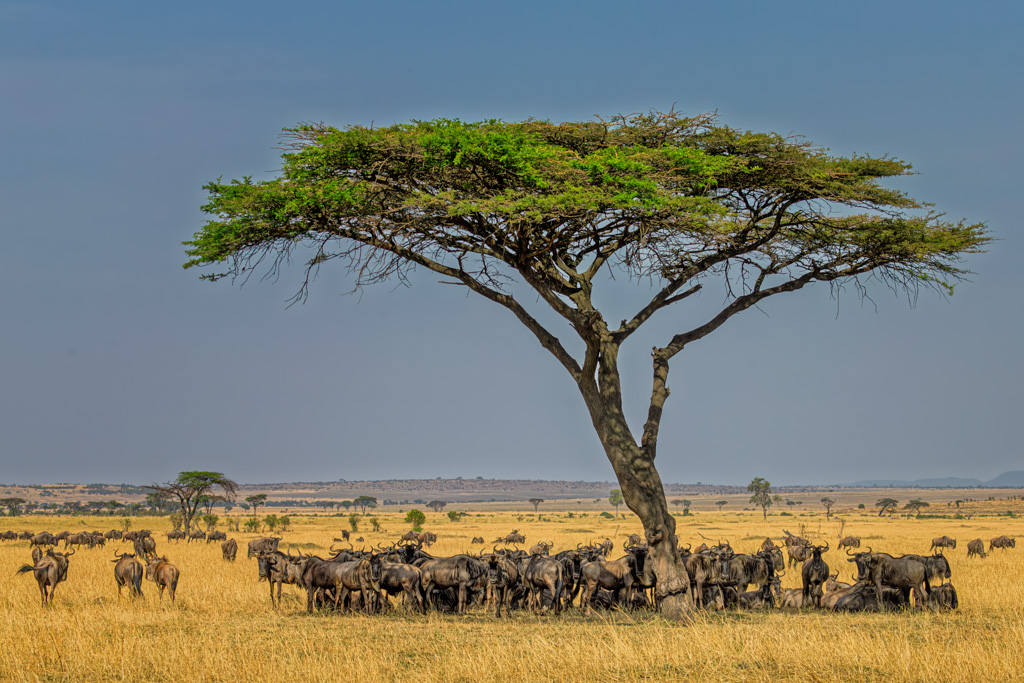 Timeless Africa by Butch Mazzuca