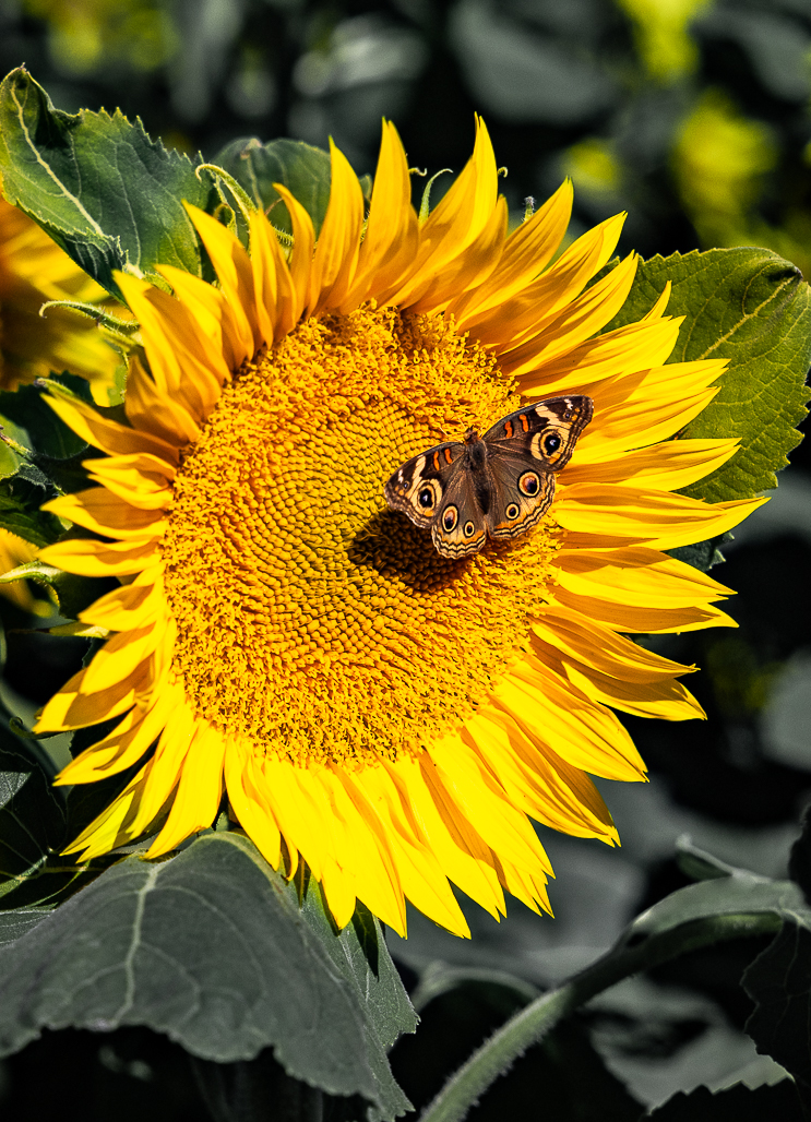 Buckeye on a Sunflower by Tomi Kelley
