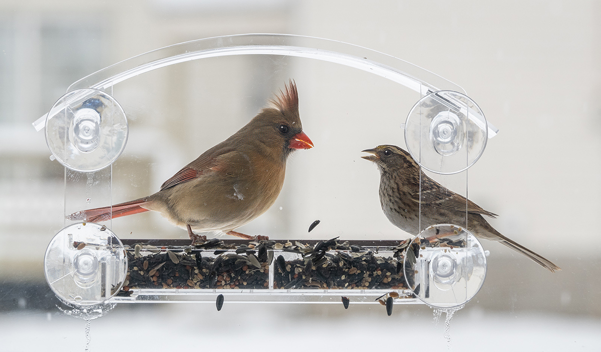 Window Bird Feeder by Tom McCreary