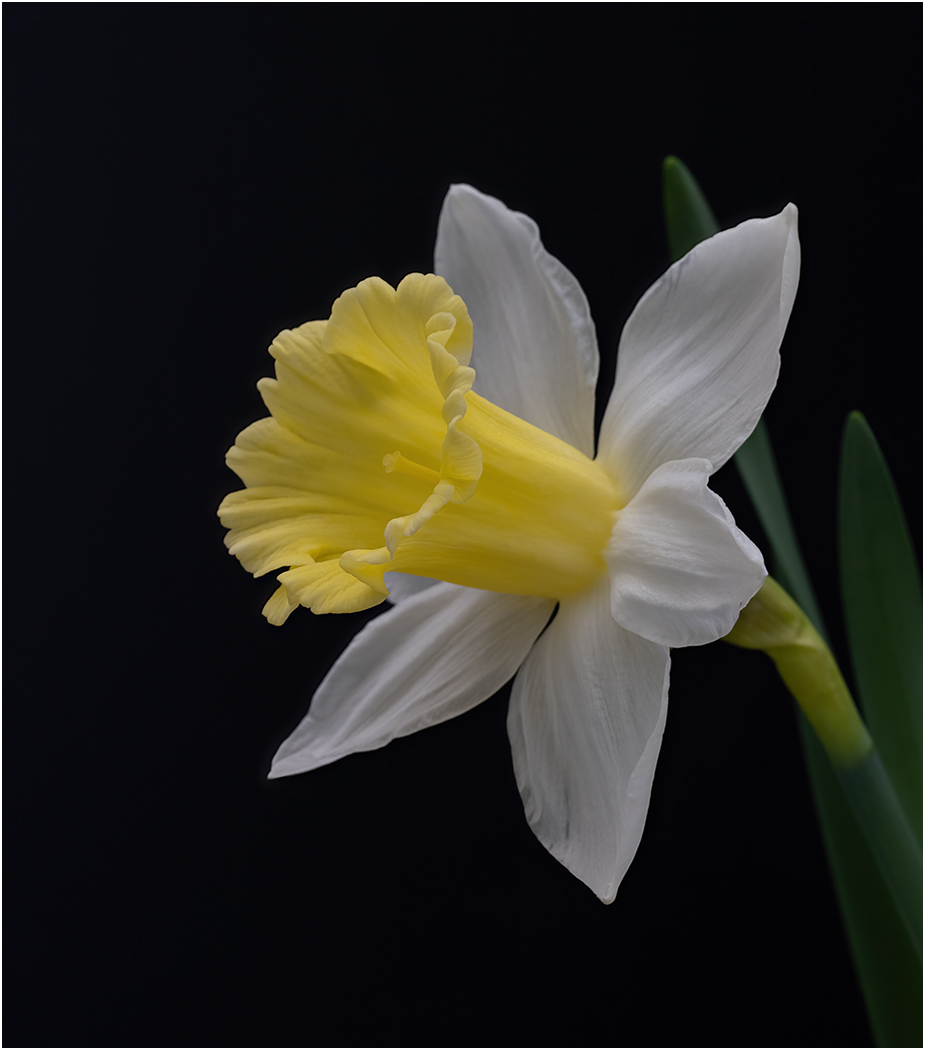 Yellow and White Daffodil by Tom McCreary