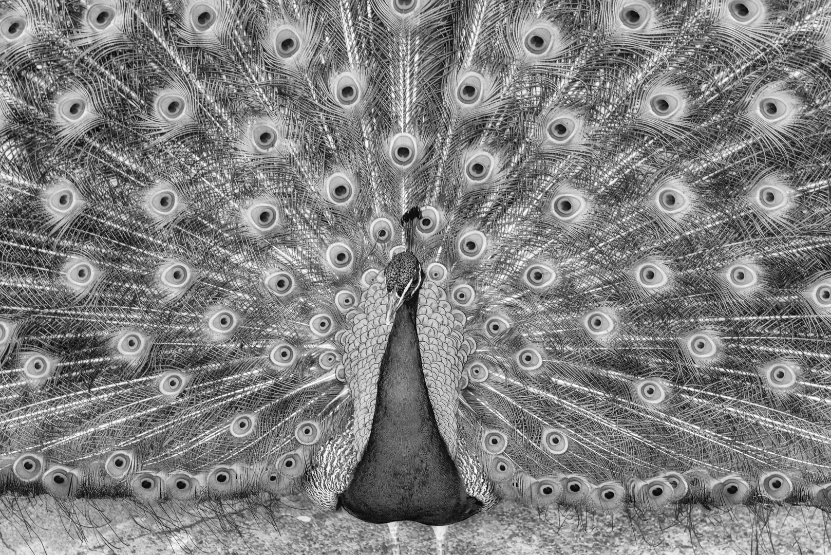 Peacock in Black and White