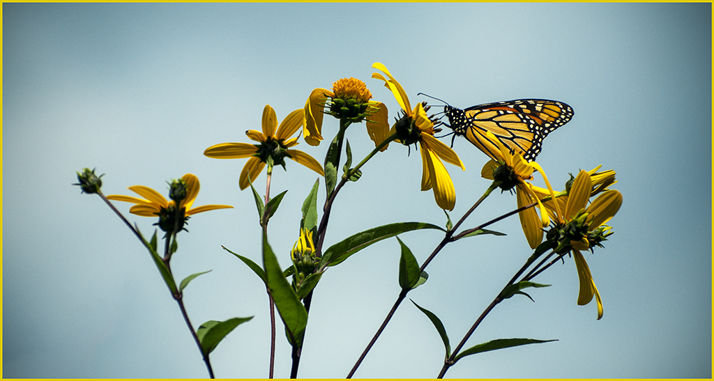 Monarch on a Coneflower by Marcus Miller