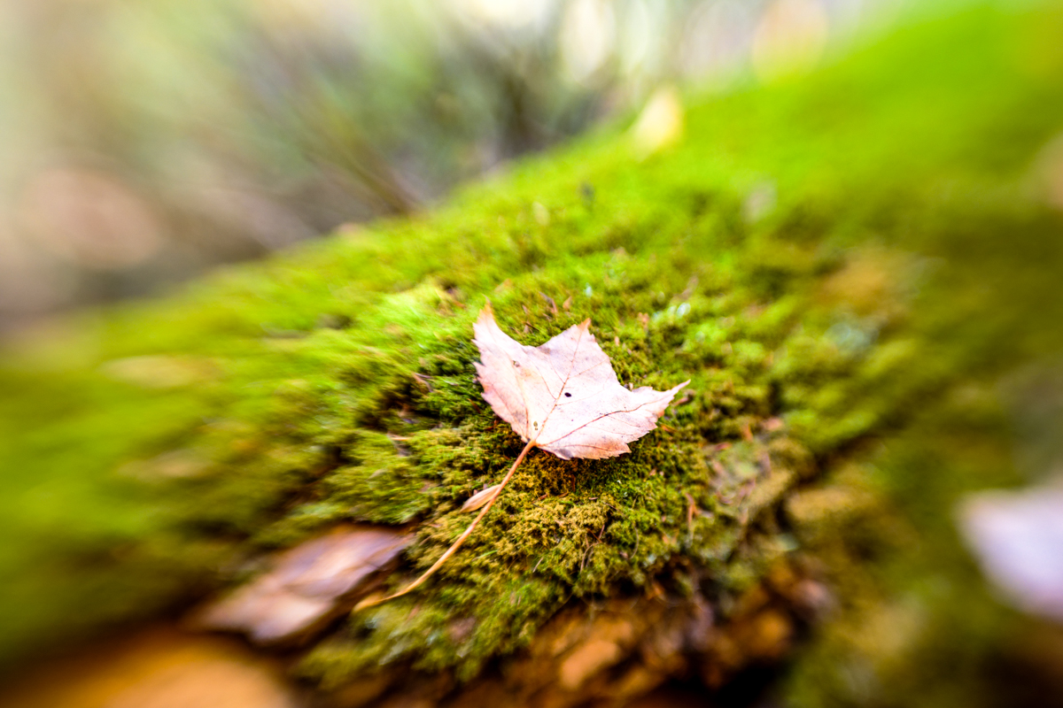 A single leaf ... by Pinaki Sarkar