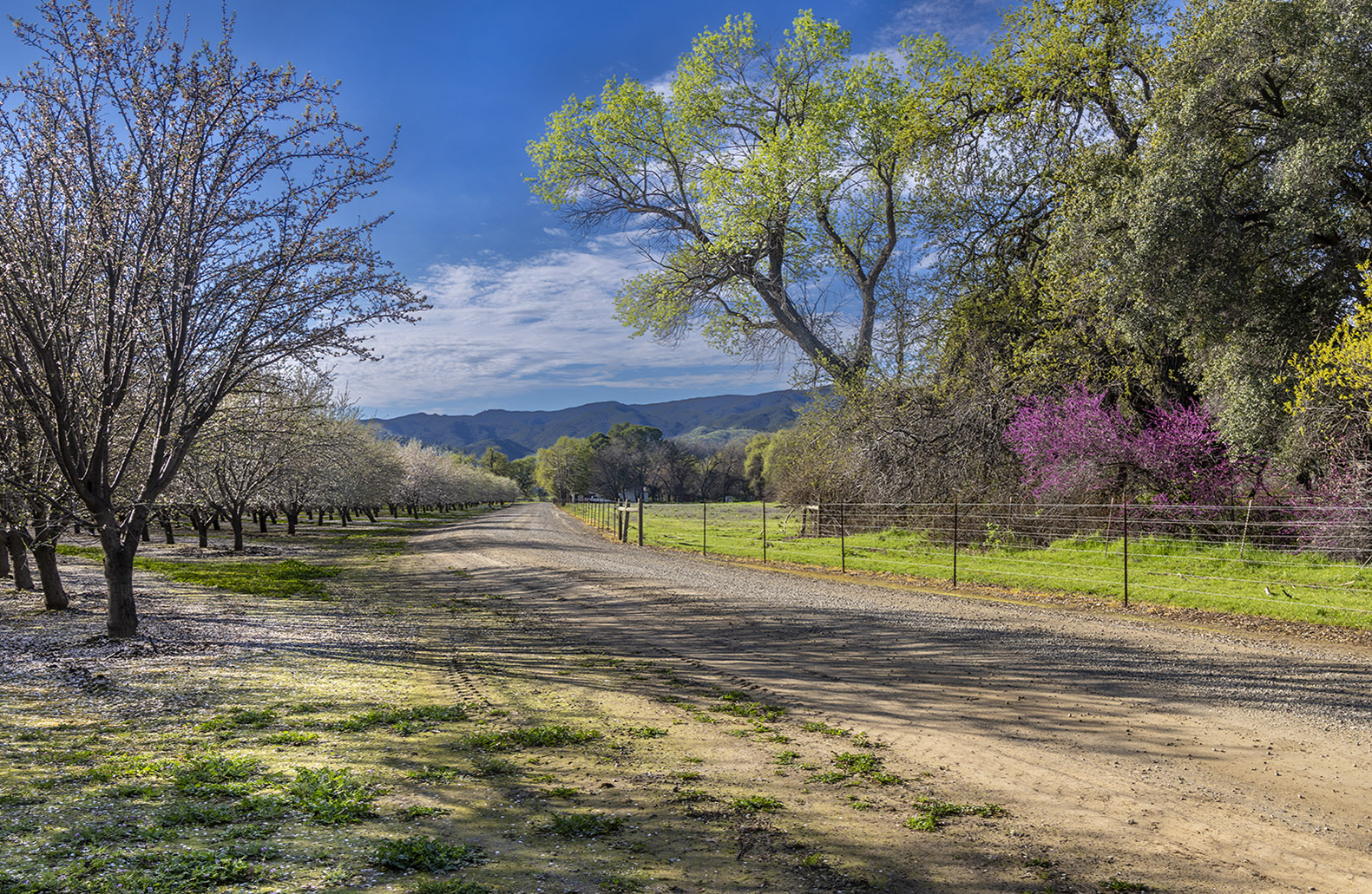 Almond Orchard in Capay Valley by Sue Peri