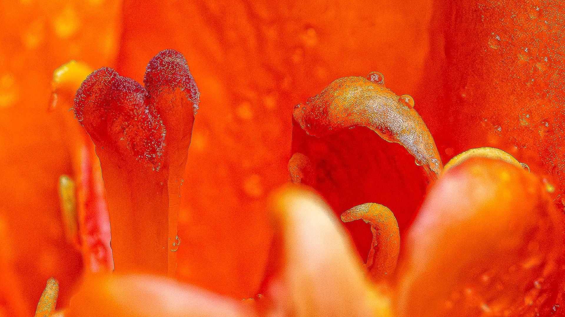 Asian Lily Closeup
