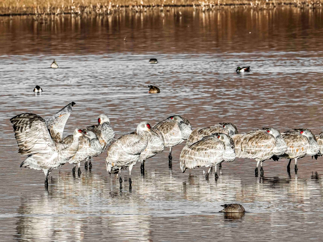 Hanging Out with Friends by Pat Coble