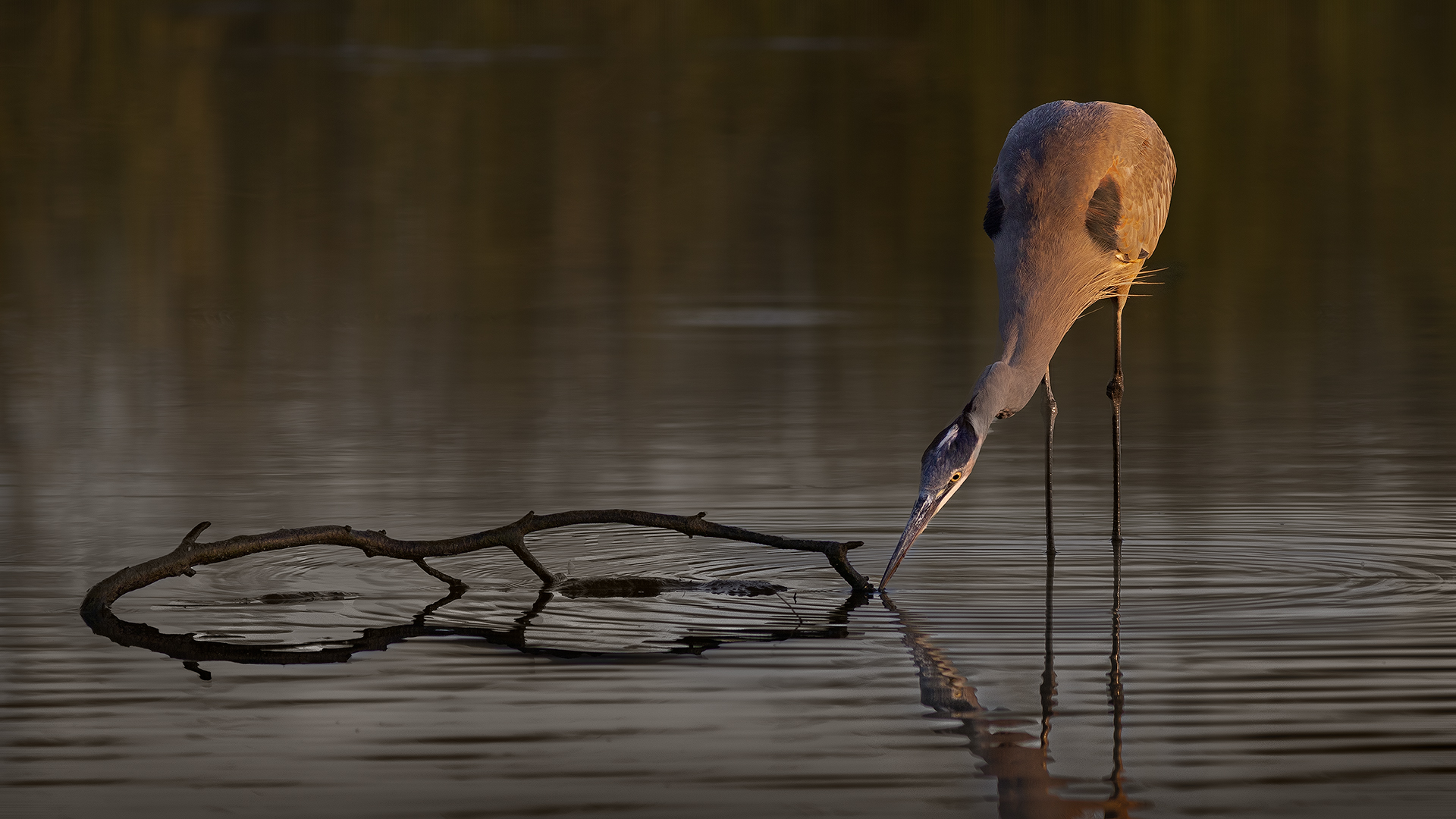 Great Blue Heron by Ken Fowkes