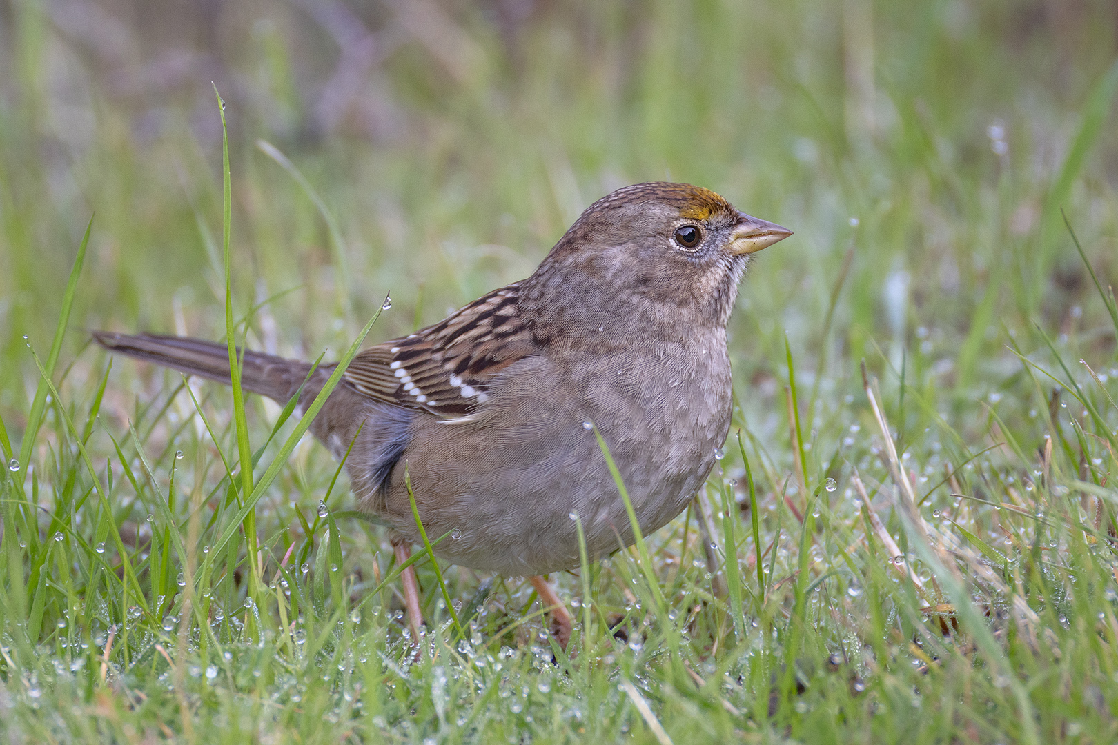 Golden Crowned Sparrow