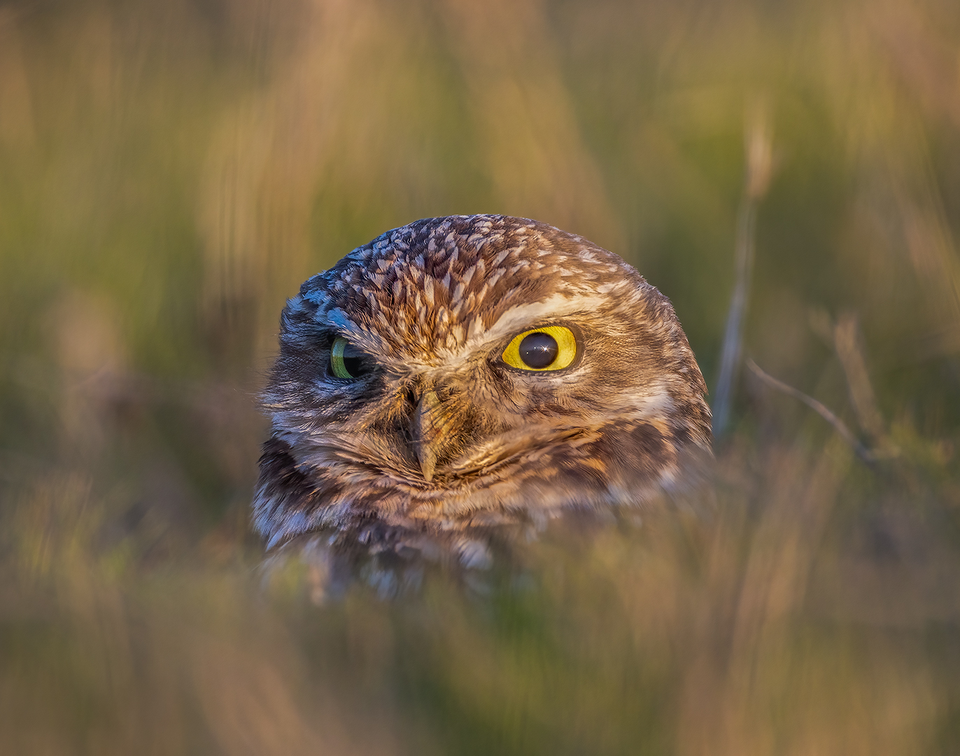 Burrowing owl by Ken Fowkes