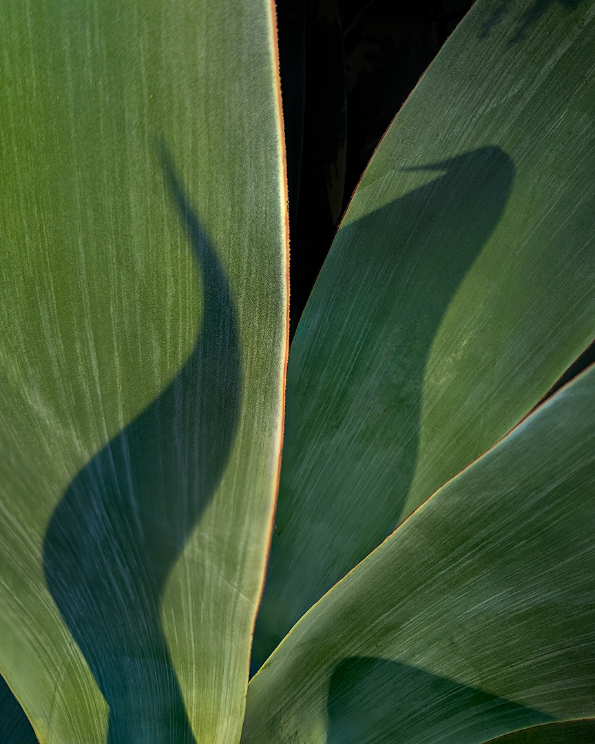 Agave Shadows by Ken Fowkes