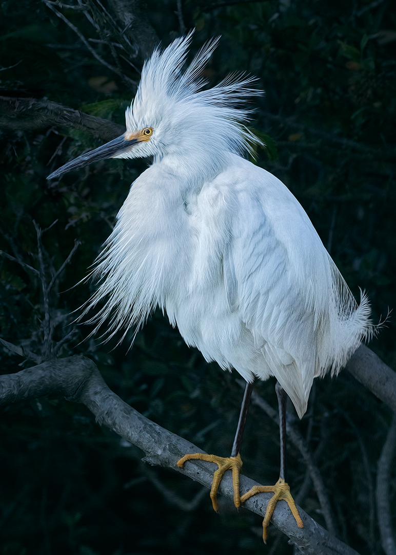 Snowy Egret