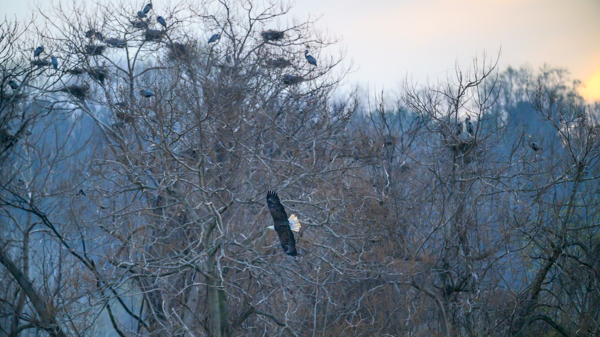 Bald Eagle , Heron Nest  and Morning Sky in the Spring by Pinaki Sarkar