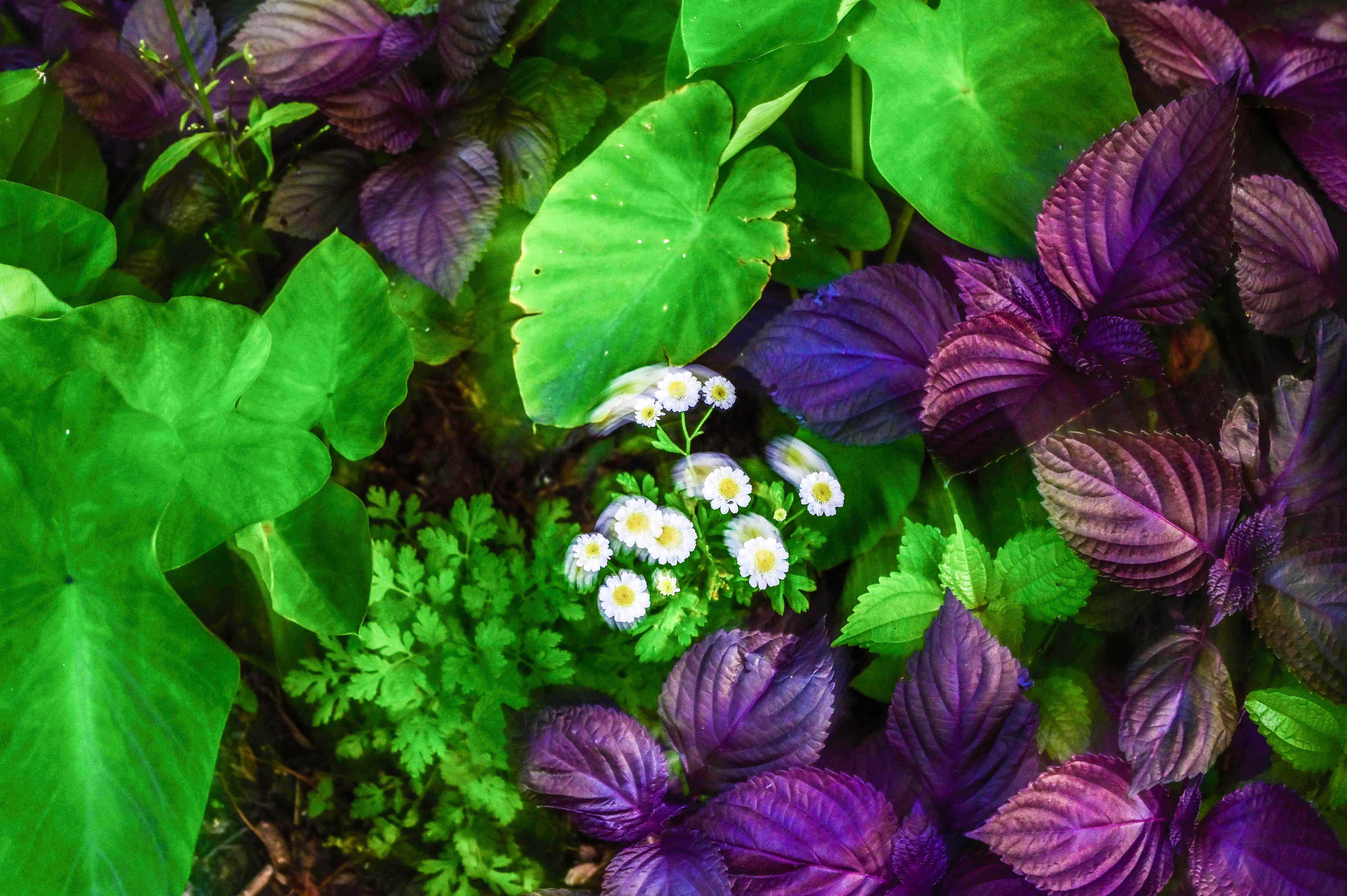 Summer Garden Detail