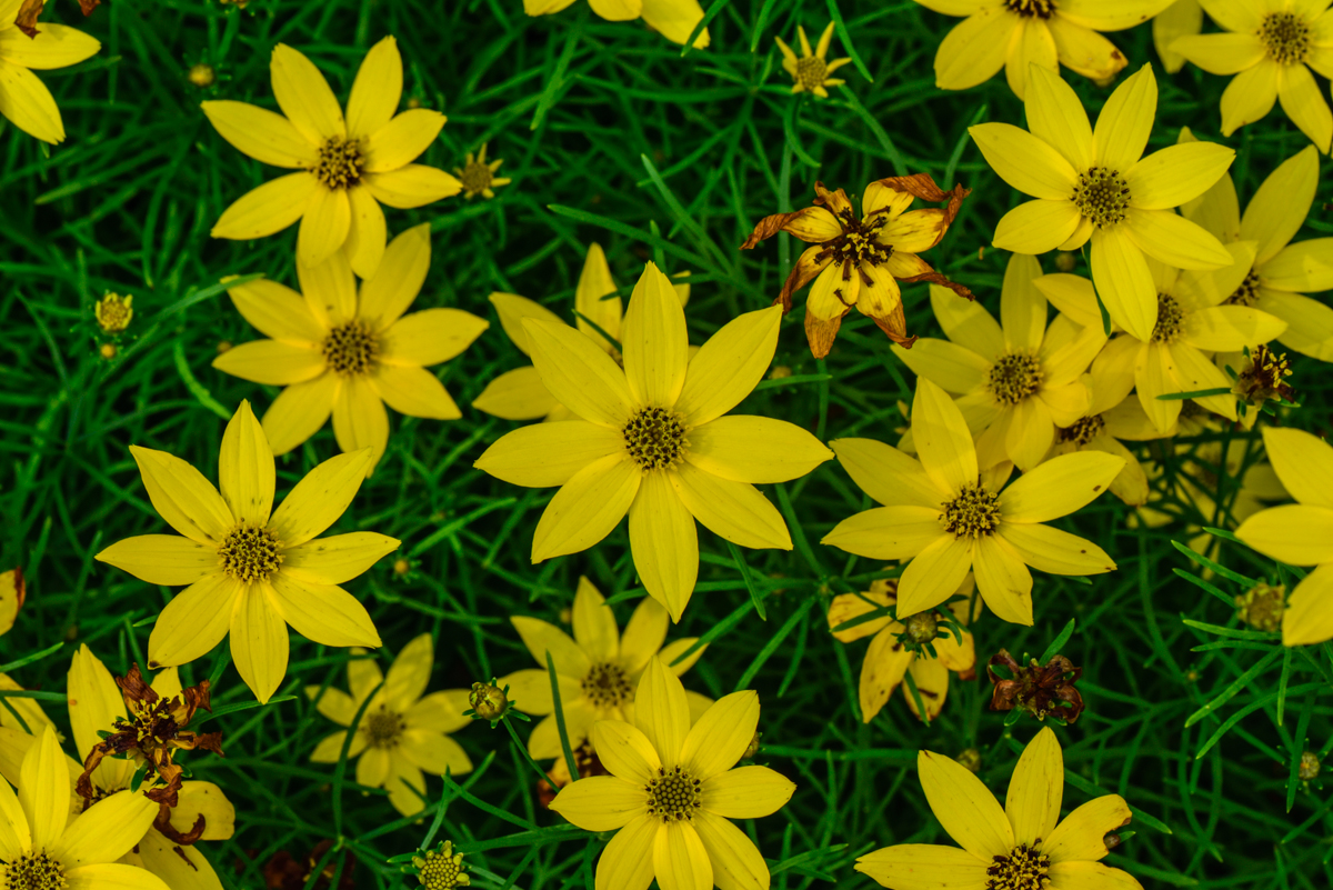 Summer Flowers : Yellow Rythm by Pinaki Sarkar