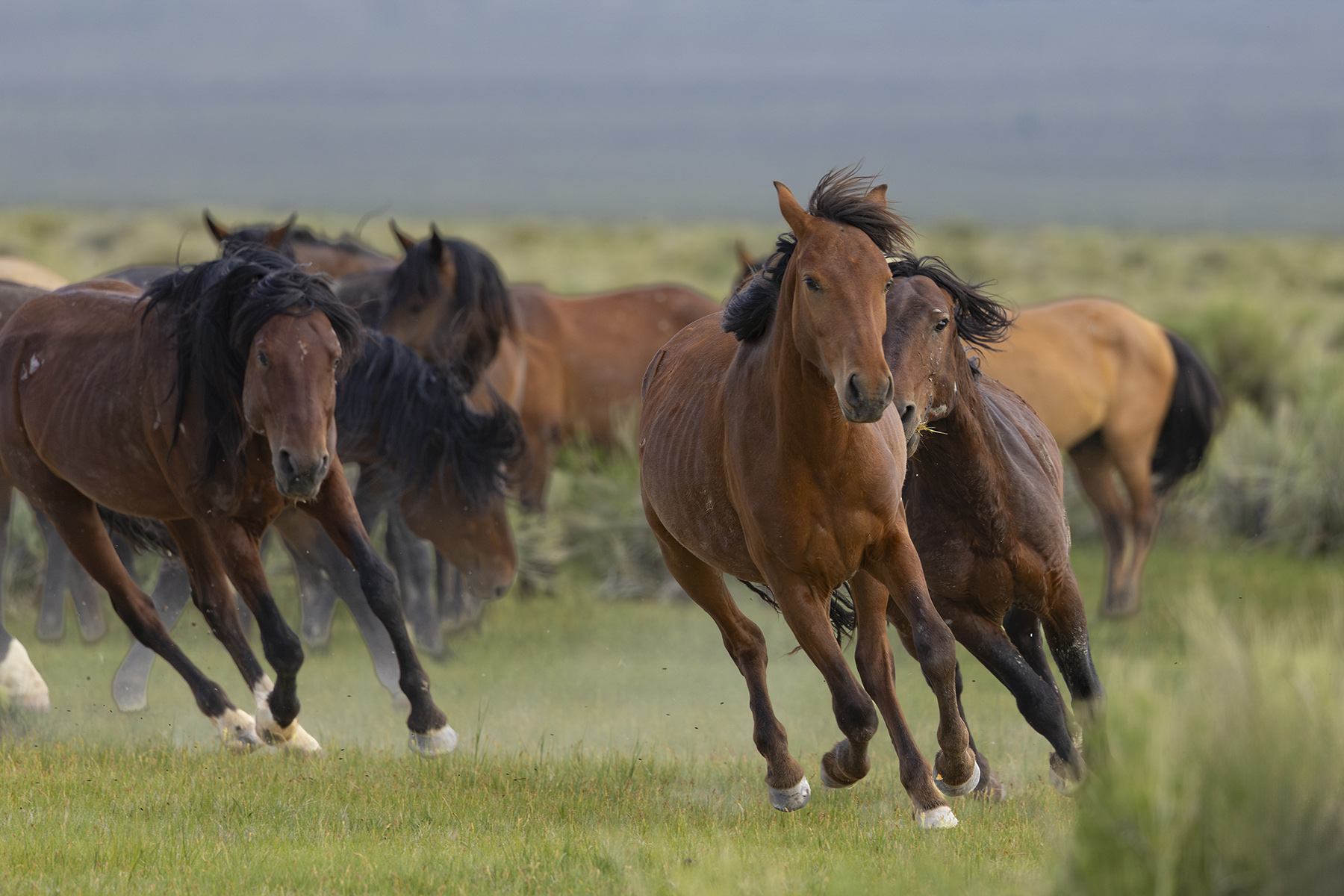 Wild horses